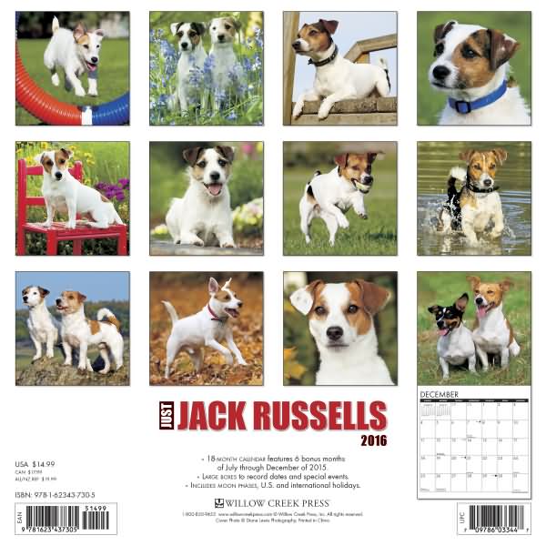 Just Jack Russells Calendar