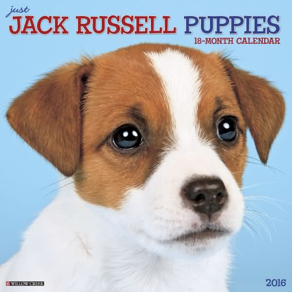 Jack Russell Puppies Calendar 2016