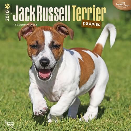 Jack Russell Terrier Puppies Calendar 2016