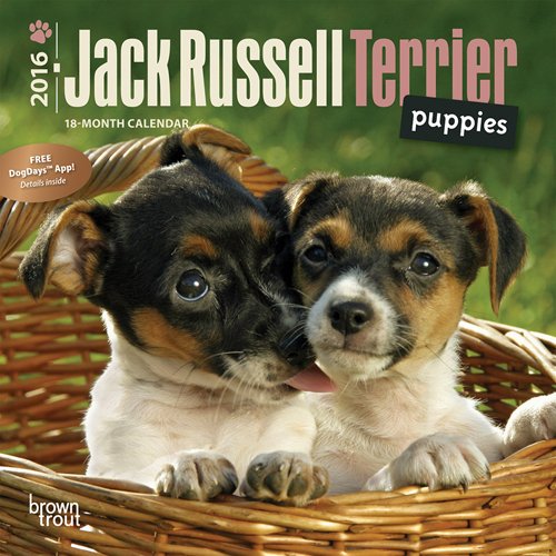 Jack Russell Terrier Puppies 2016 Mini 7x7 Calendar
