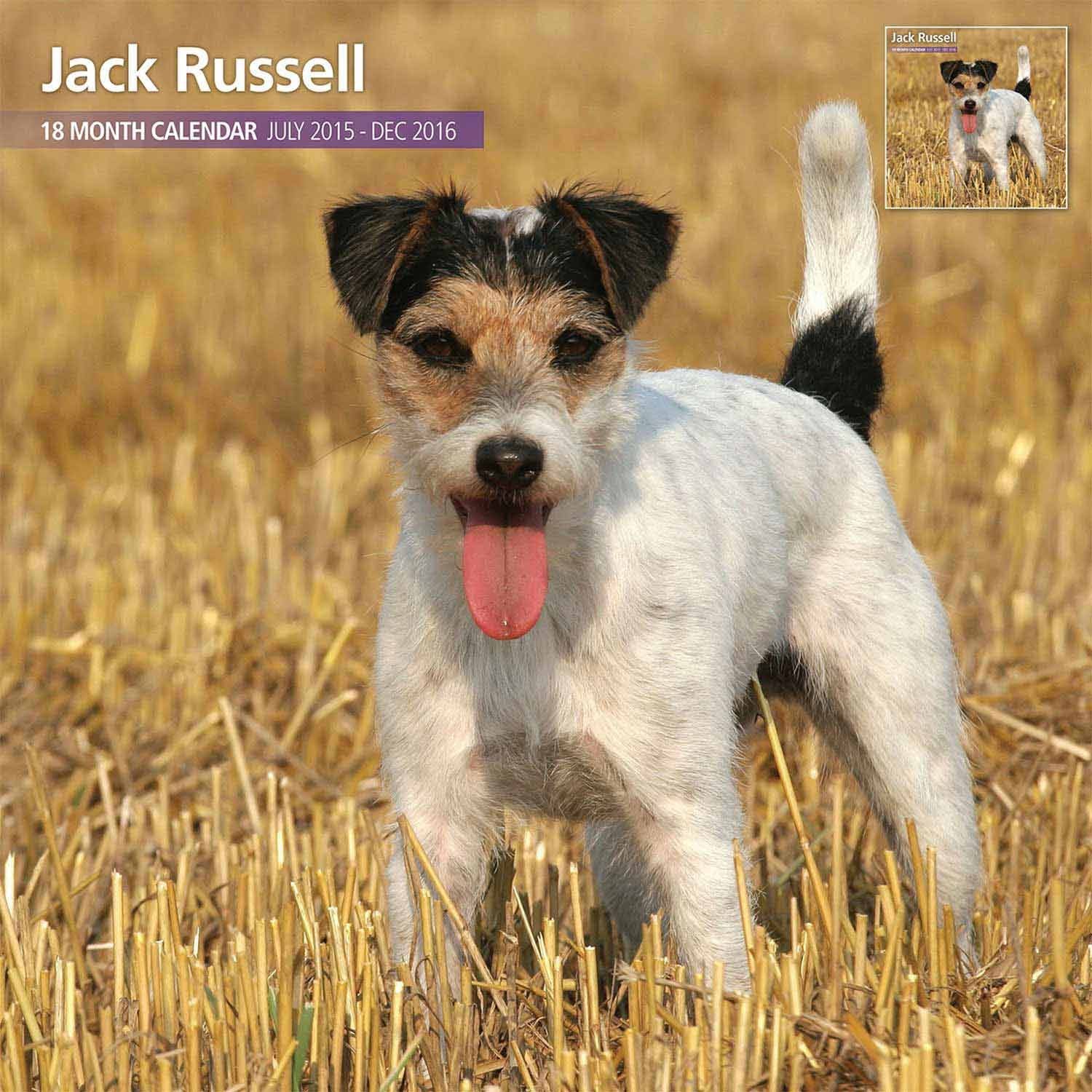 Magnet & Steel Jack Russell 18 Month 2016 Traditional Wall Calendar 